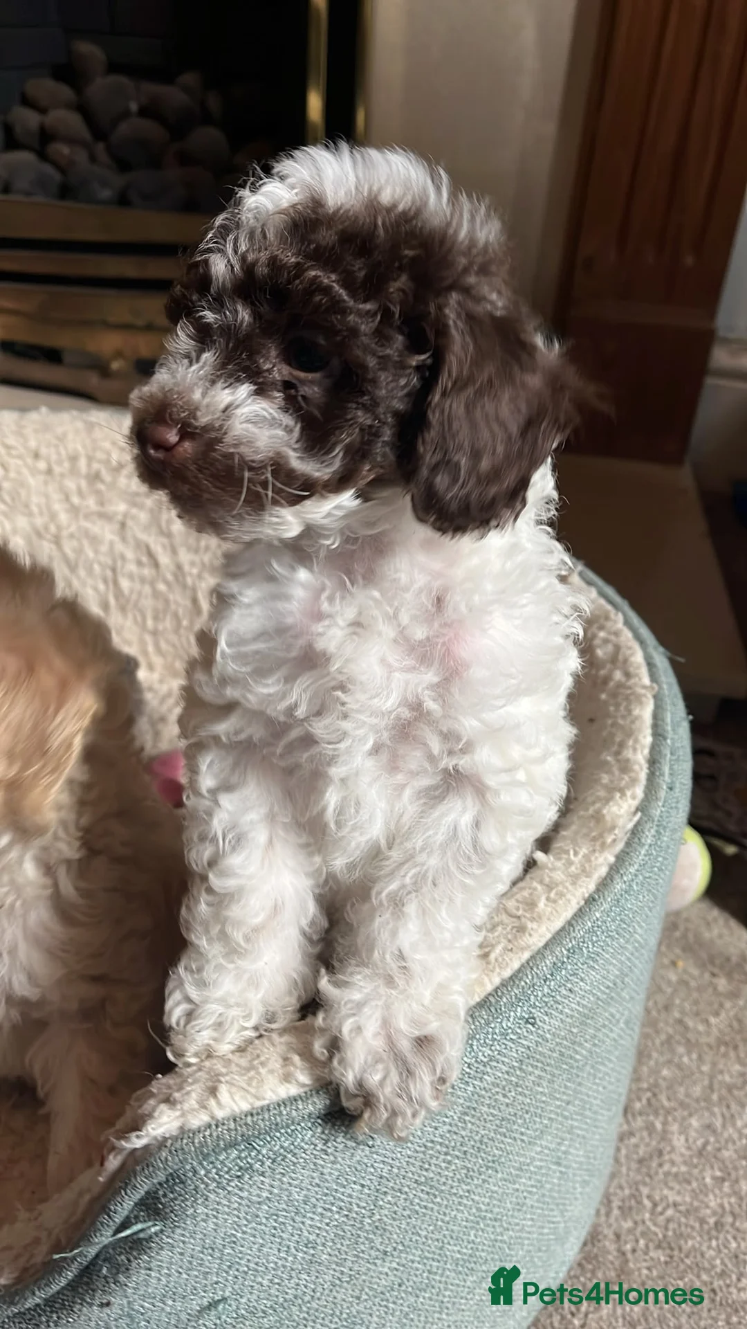 Miniature Poodle dogs for sale: Beautiful little boy in need of a home. - Advert 2
