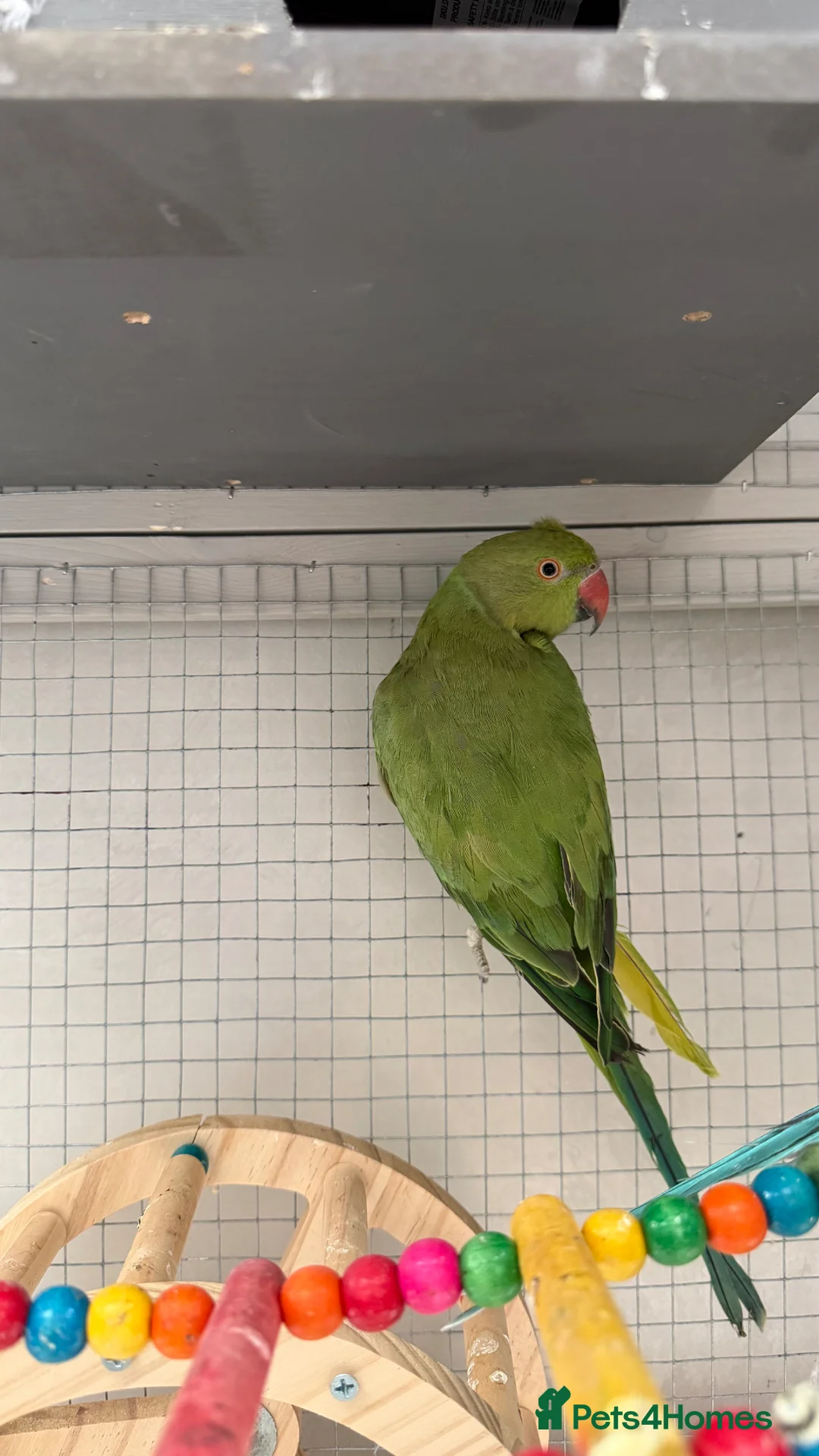 Ringnecks birds for sale: 2 Indian ringneck parrots in London - Advert 2