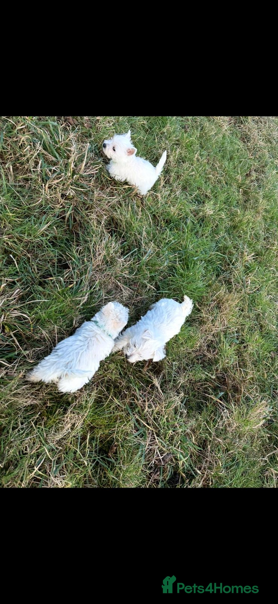 West Highland Terrier dogs for sale: West Highland Terrier Pups - Advert 7