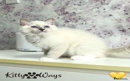 Ragdoll cats for sale: 🐾🩷*TICA REG* EU RAGDOLL KITTENS🌟 DNA CLEAR 🩵🐾 - Image 11