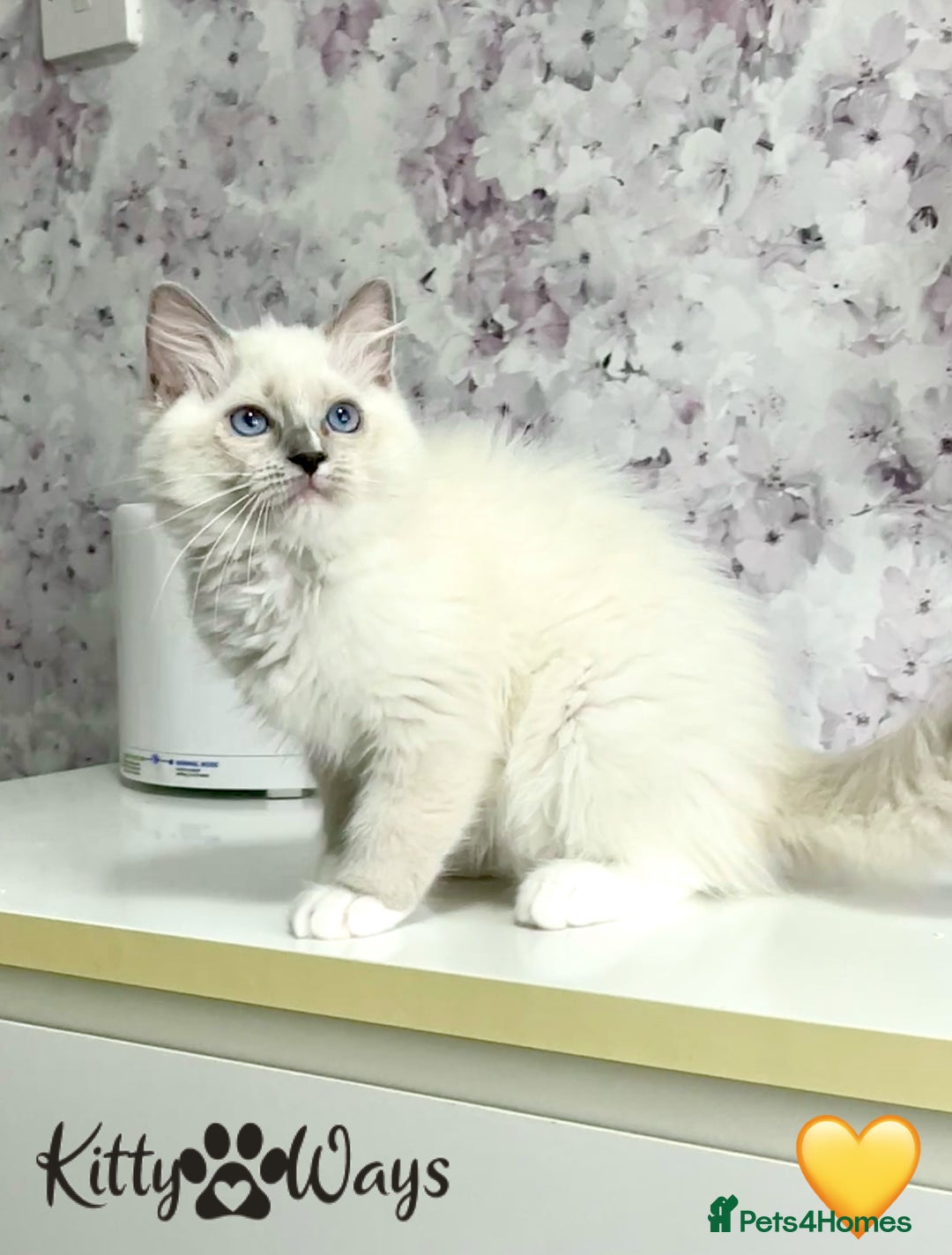 Ragdoll cats for sale: 🐾🩷*TICA REG* EU RAGDOLL KITTENS🌟 DNA CLEAR 🩵🐾 - Image 11
