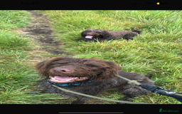 German Wirehaired Pointer dogs for sale: GWP for rehoming  - Image 4