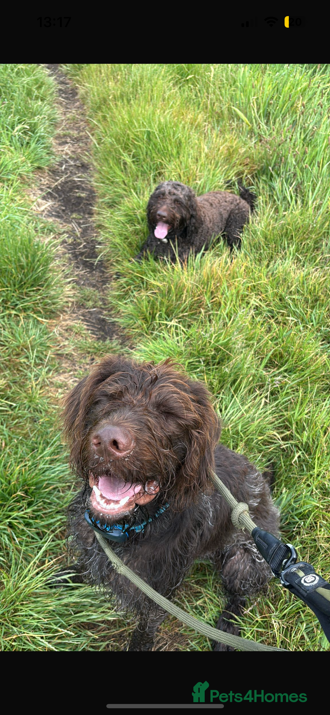German Wirehaired Pointer dogs for sale: GWP for rehoming  - Image 4