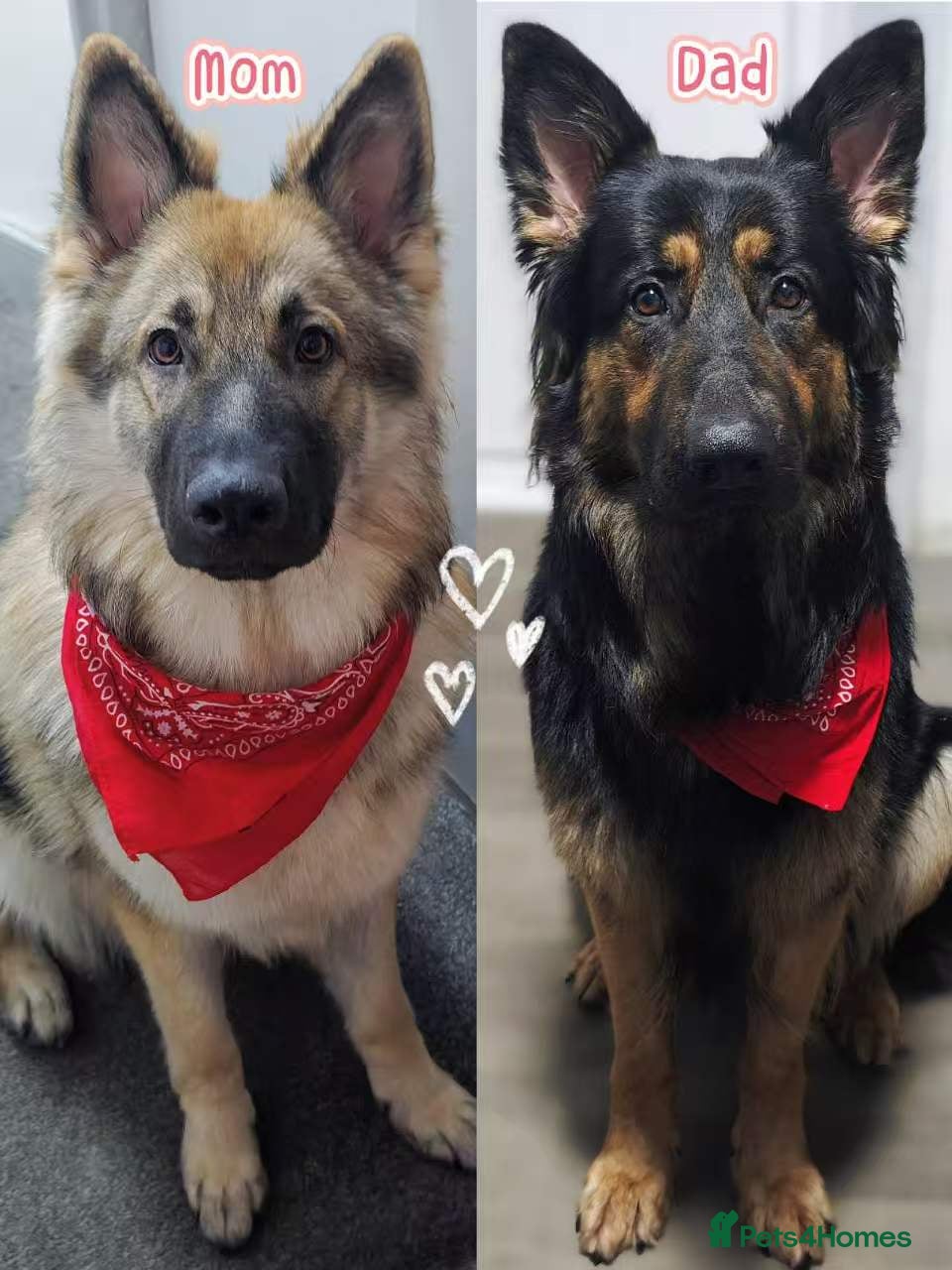 German Shepherd dogs 100% Purebred XL Long-Hair German Shepherd Puppies - Advert 1