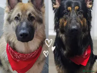 German Shepherd dogs 100% Purebred XL Long-Hair German Shepherd Puppies - Advert 10