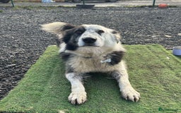 Mixed Breed dogs for adoption: BARNEY - Needs an Experienced Home - Image 3