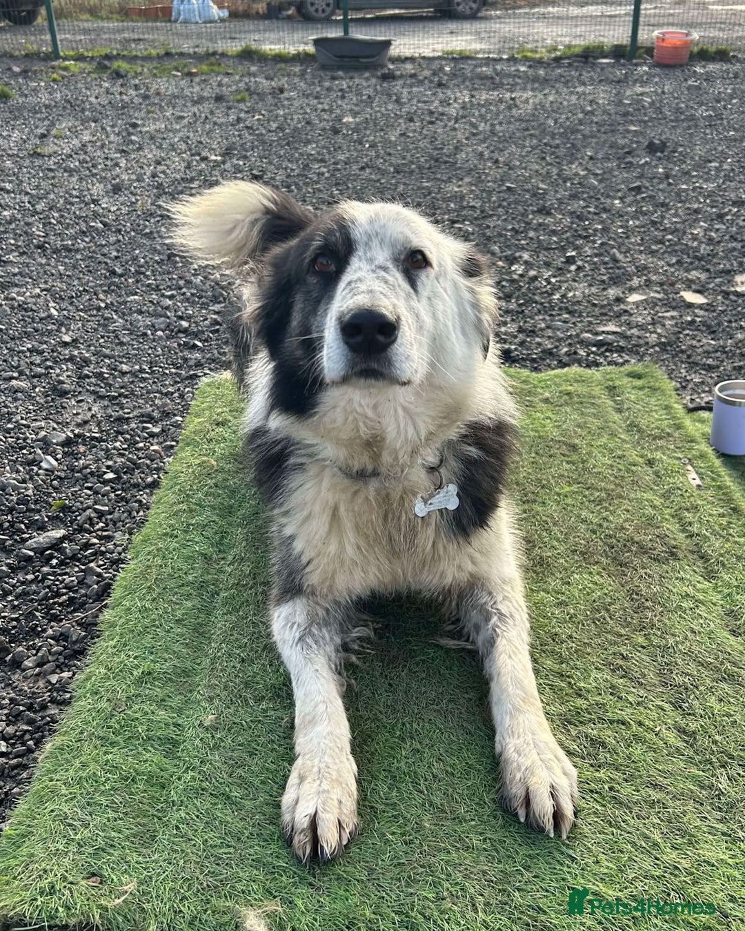Mixed Breed dogs for adoption: BARNEY - Needs an Experienced Home - Image 3