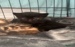 Mixed Breed cats for sale: bengal x - Image 5