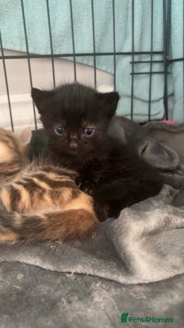 Mixed Breed cats - Advert 19