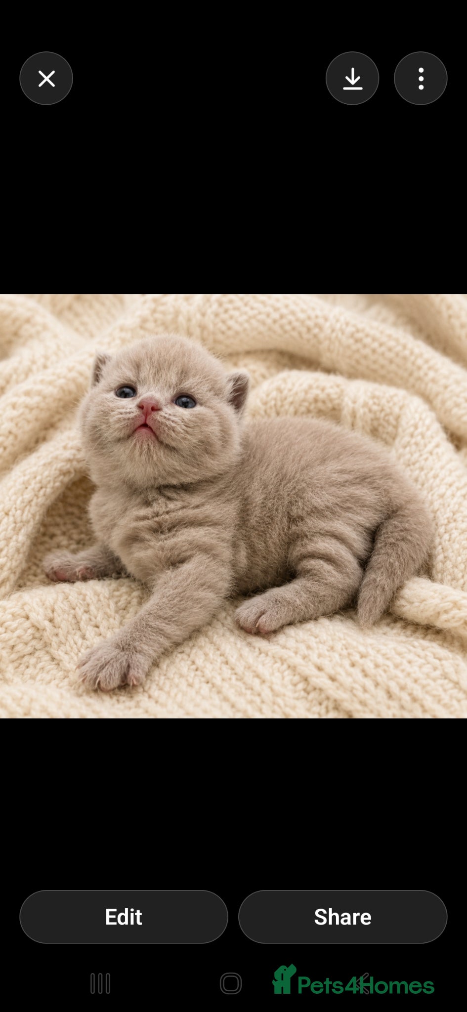 British Shorthair cats Champion GCCF British Shorthair Kittens  - Advert 13