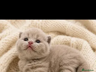 British Shorthair cats Champion GCCF British Shorthair Kittens - Advert 13