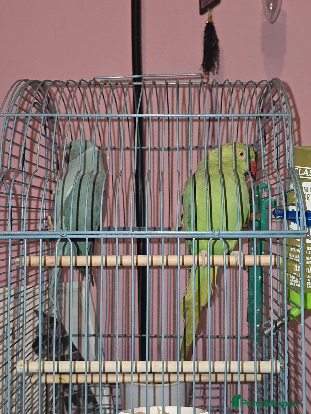 Ringnecks birds for sale: Parrots  in Bury - Advert 1