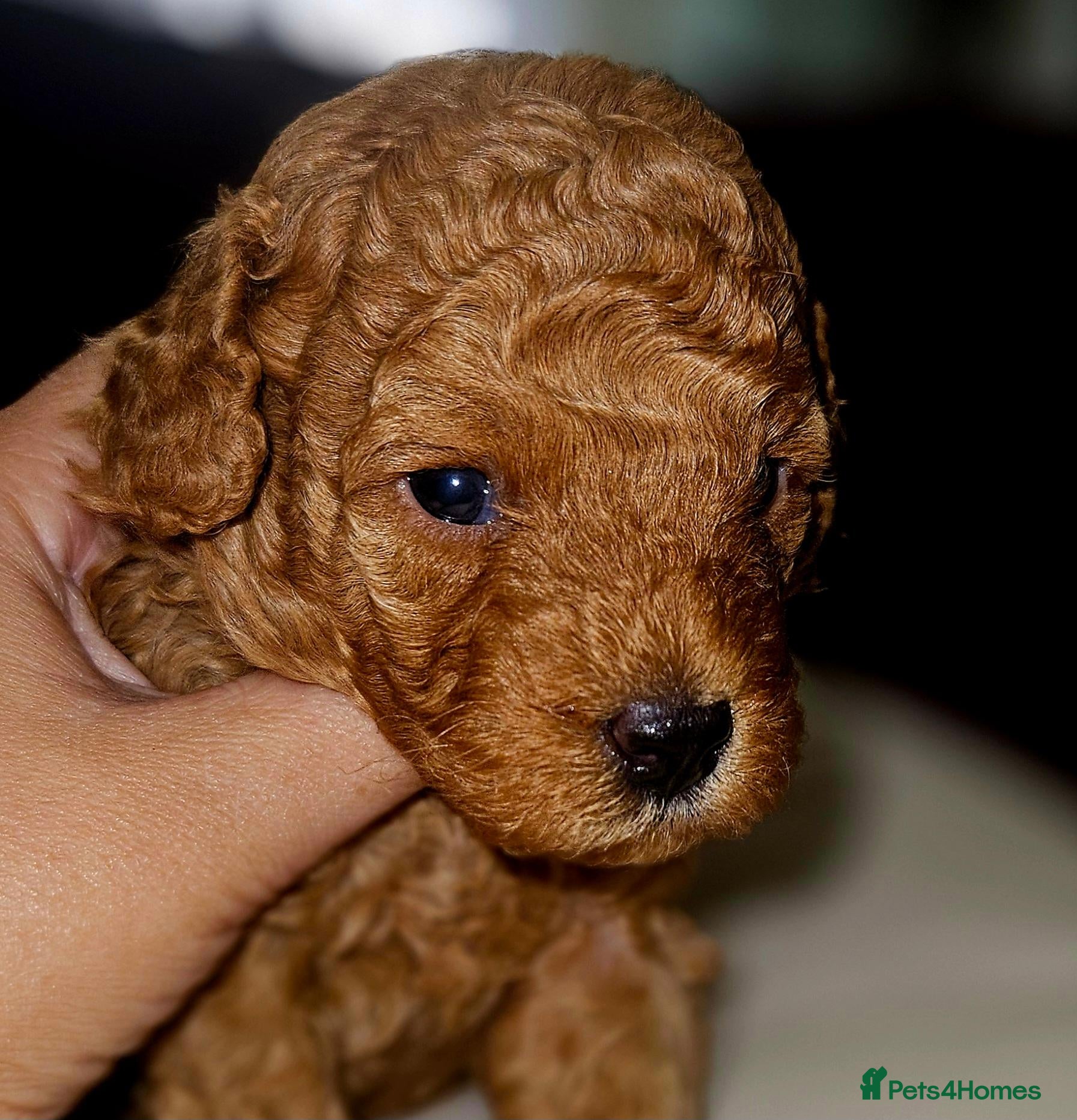 Toy Poodle dogs Licensed breeder, kc fox red toy poodles - Advert 1
