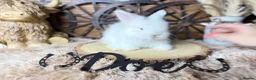 Angora rabbits for sale: PURE•PEDIGREE•ANGORAS🤍 - Advert 8