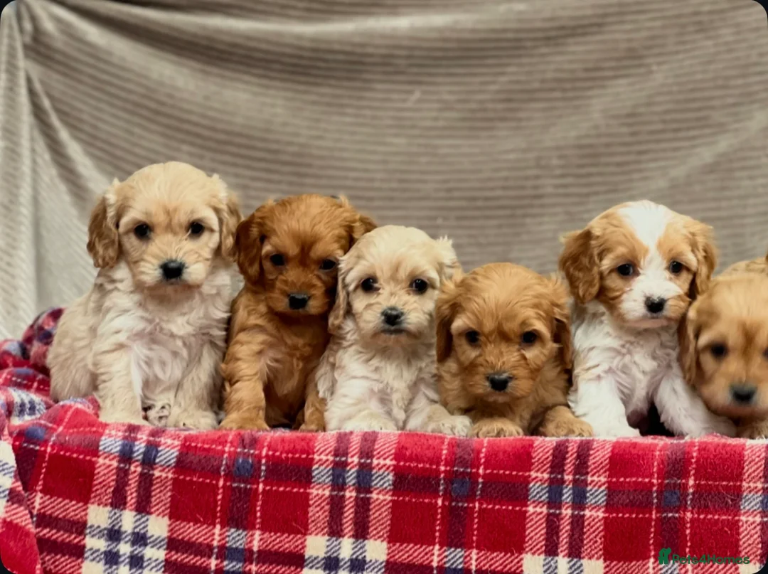 Cavapoochon dogs for sale: BEAUTIFUL CAVAPOOCHON PUPPIES - Advert 7