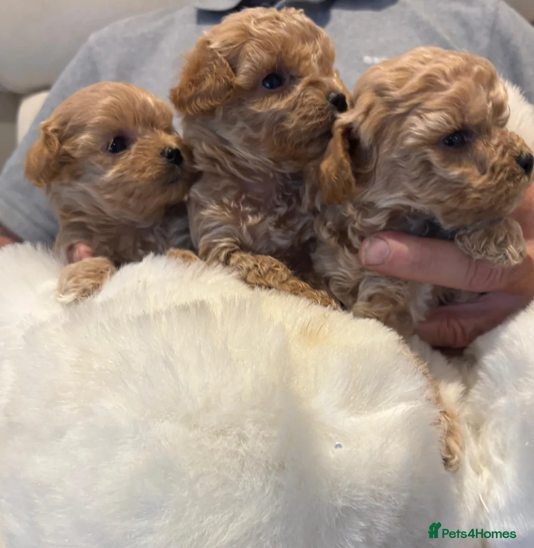 Maltipoo dogs for sale: Maltese cross Asian toy poodle  - Advert 25