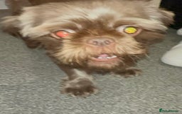 Shih Tzu dogs for stud: Davey Pure Bred Imperial Shih Tzu - Image 3