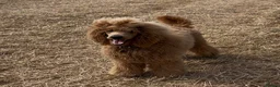 Standard Poodle dogs for sale: Exceptional Standard Poodle Puppies  - Advert 7