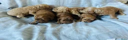 Cockapoo dogs for sale: Beautiful F1b puppies - Advert 4