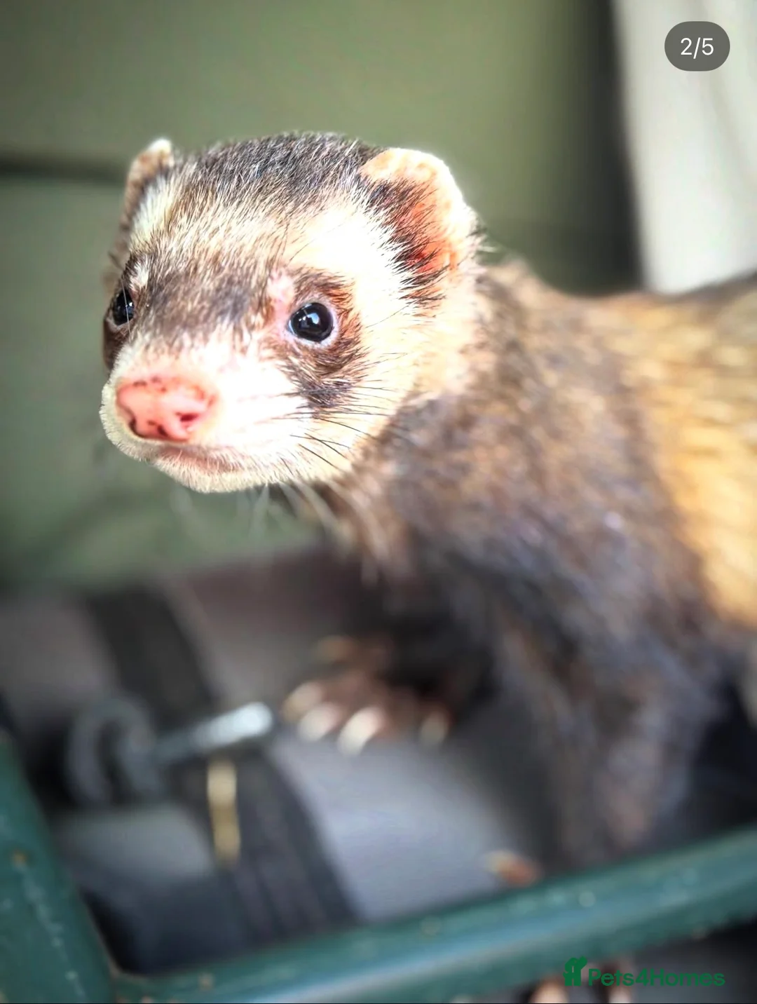 Ferret rodents for sale: Male Ferrets to go together in Corsham - Advert 2