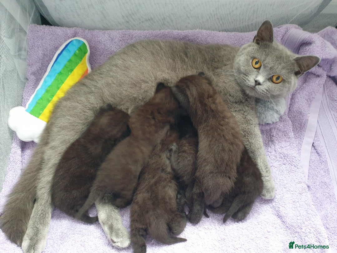 British Shorthair cats for sale: BSH Kittens  - Advert 8