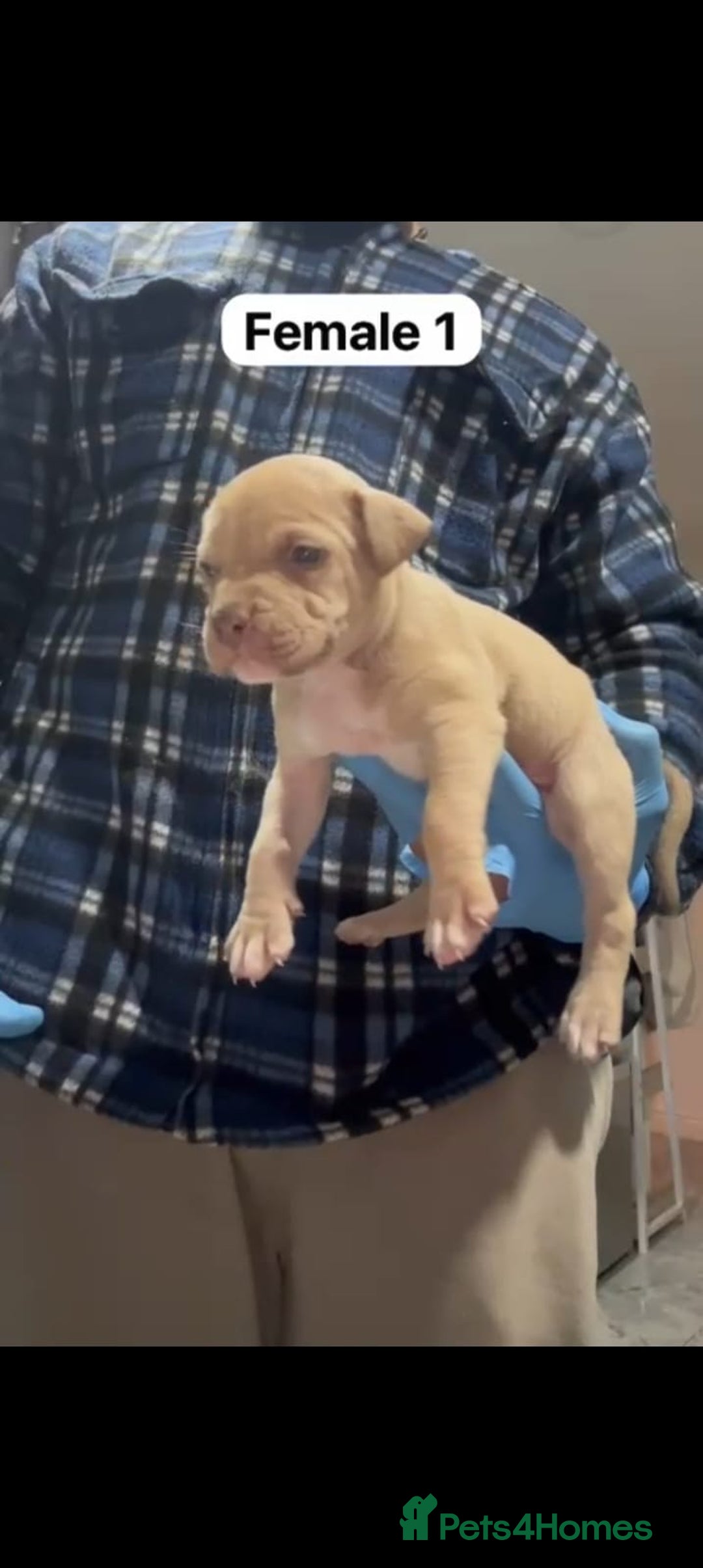 Mastiff dogs for sale: Mastiff  - Advert 4