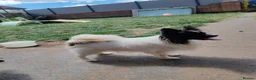 Papillon dogs for stud: Papillon - Advert 2