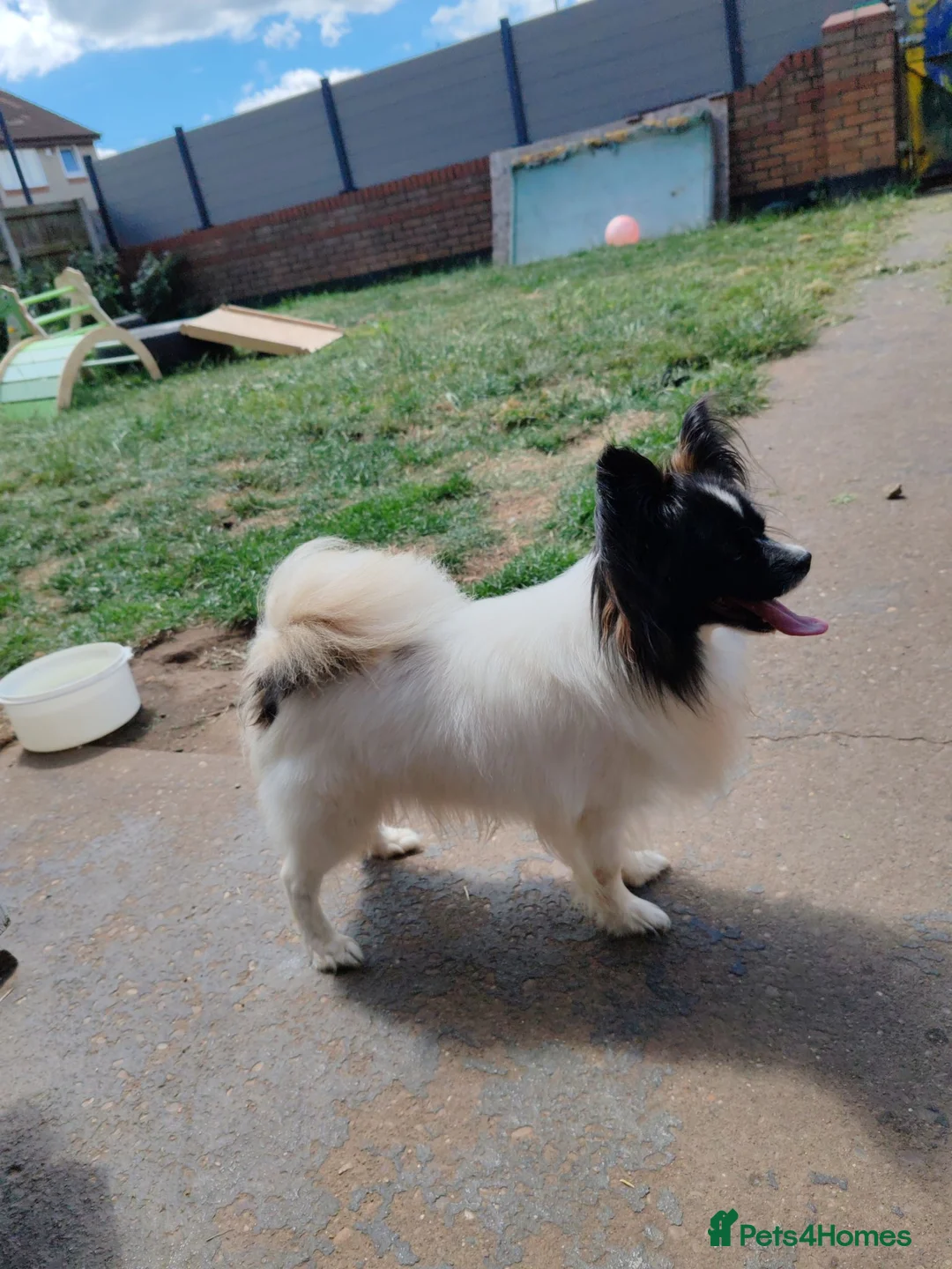 Papillon dogs for stud: Papillon - Advert 2