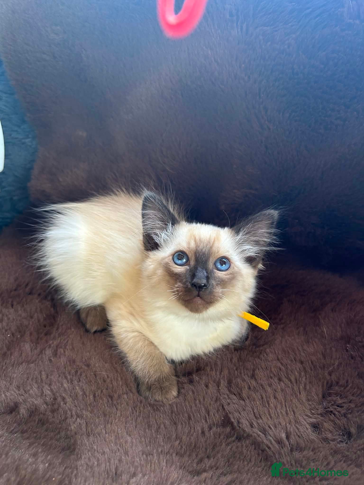 Siamese cats Siamese kittens traditional  ready now  - Advert 1