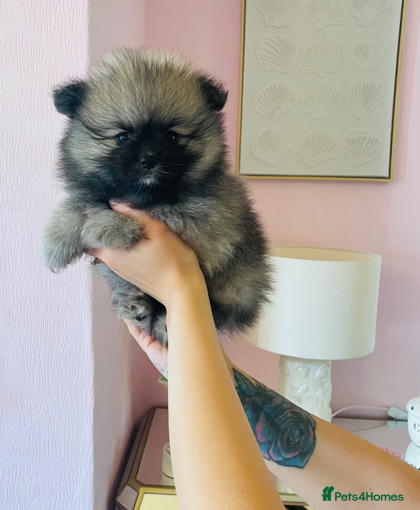 Pomeranian dogs ✨Ready now! Kc Teddy Bear Poms✨ - Advert 18