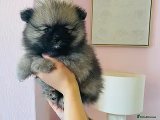 Pomeranian dogs 💙Ready now! Kc Teddy Bear Pomeranian💙 - Advert 11