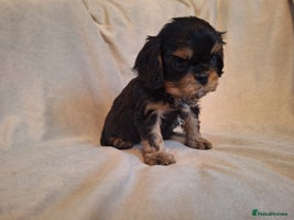 Cavalier King Charles Spaniel dogs - Advert 2