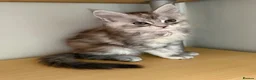 Maine Coon cats for sale: Beautiful Maine Coon babies  - Advert 2