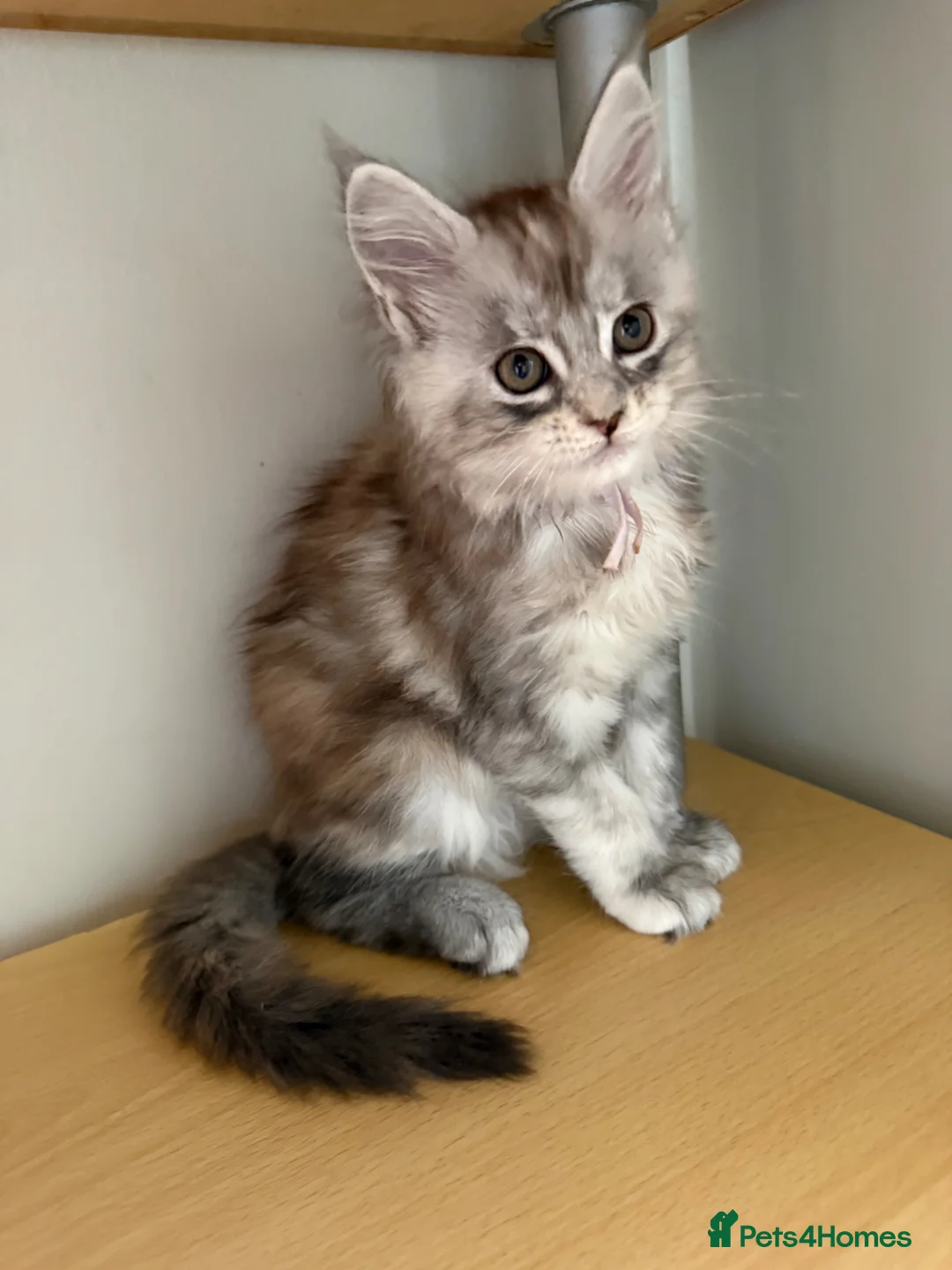Maine Coon cats for sale: Beautiful Maine Coon babies  - Advert 2