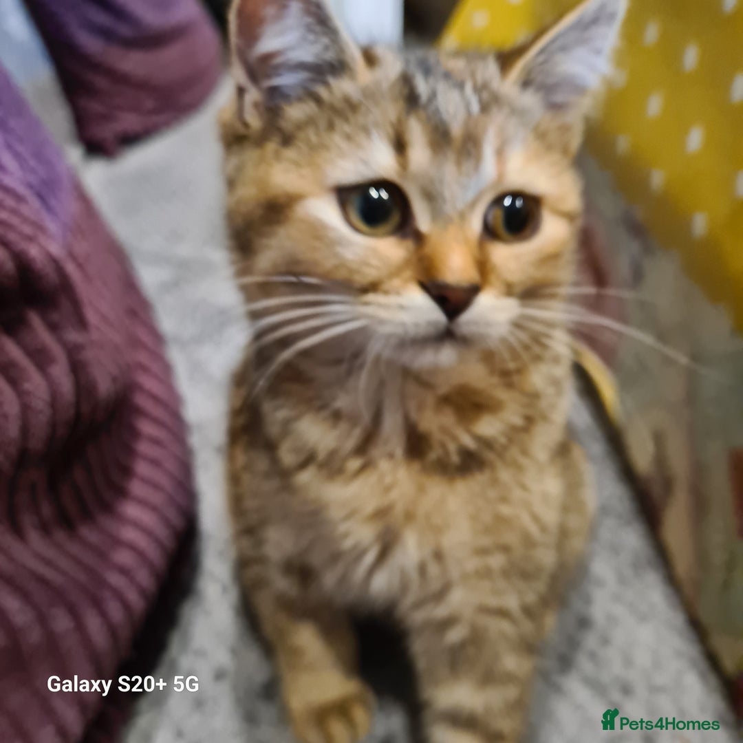 Scottish Fold cats for sale: Scottish fold/straight looking for home  - Advert 19