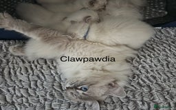 Ragdoll cats for sale: GCCF Registered Pedigree Kitten Ready to Leave - Image 3