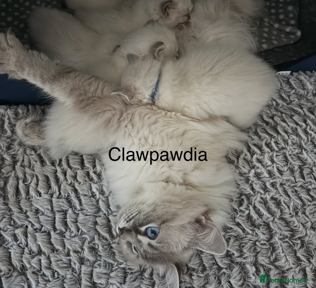 Ragdoll cats for sale: GCCF Registered Pedigree Kitten Ready to Leave - Image 3
