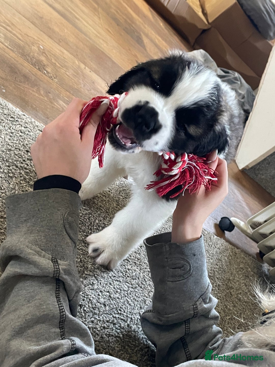Saint Bernard dogs for sale: Stunning Female Saint Bernard puppy Kc reg - Image 32