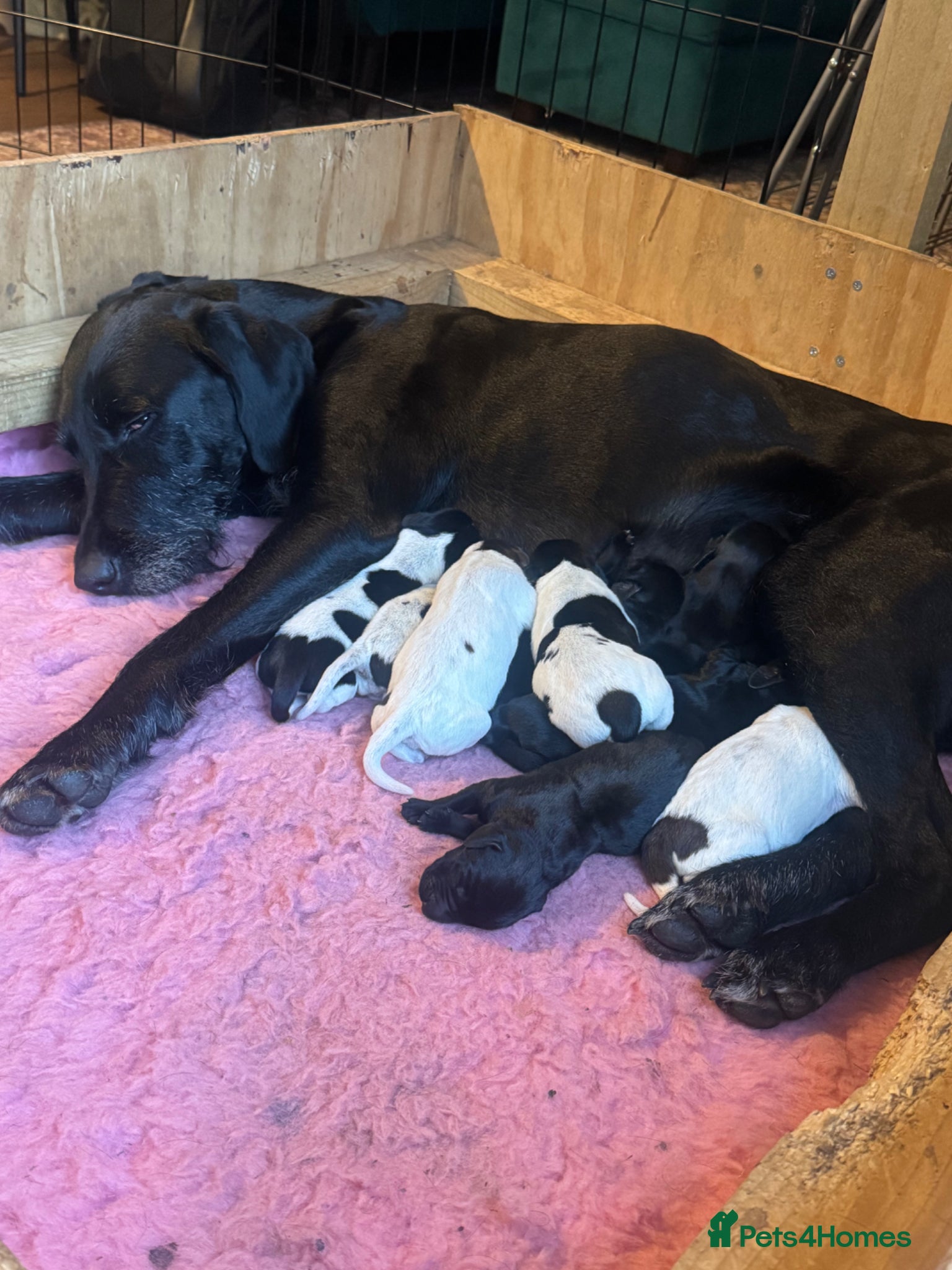 Mixed Breed dogs Beautiful litter of working GWPxLab puppies - Advert 1