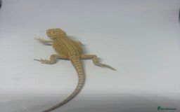 Bearded Dragon reptiles for sale: Baby beardies - Image 8