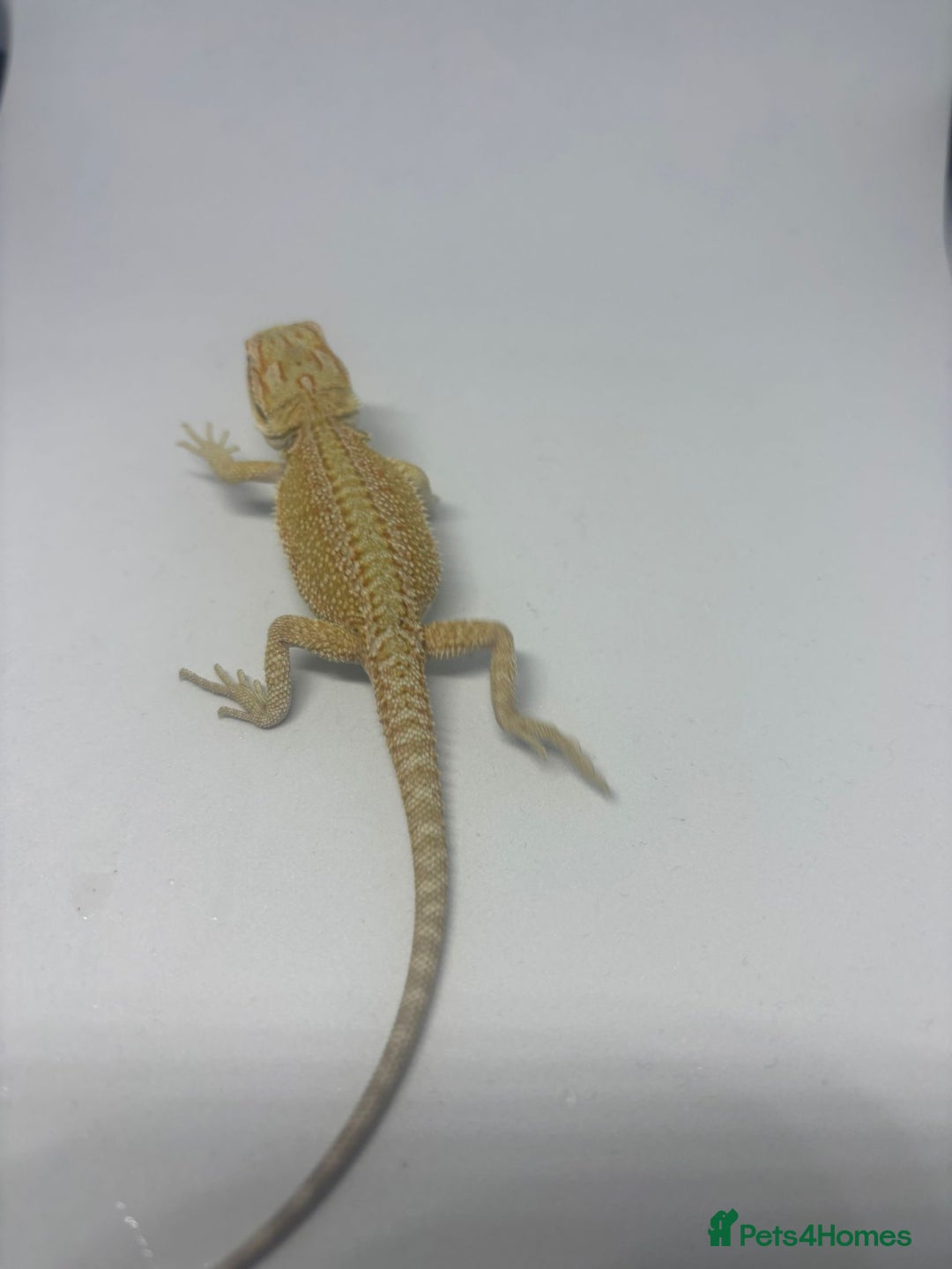 Bearded Dragon reptiles for sale: Baby beardies - Image 8