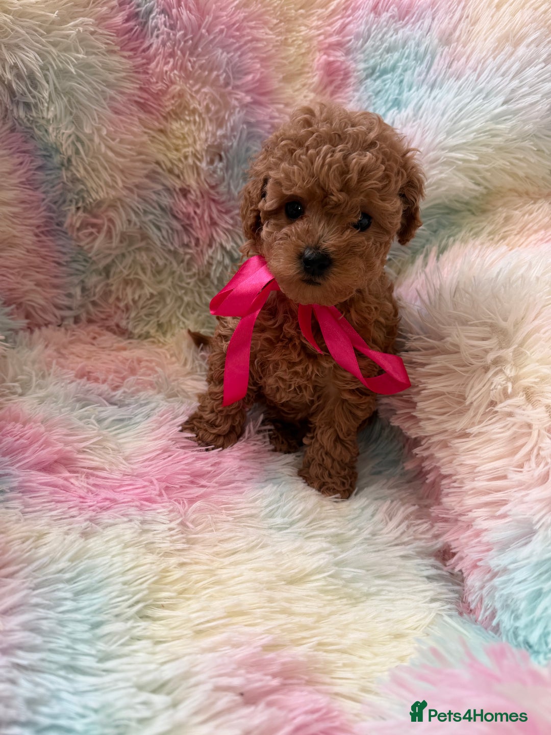 Toy Poodle dogs for sale: Adorable toy 🧸 poodle ✨ - Advert 5