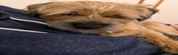 Border Terrier dogs for sale: KC registered 2y Border Terrier Bitch - Advert 8