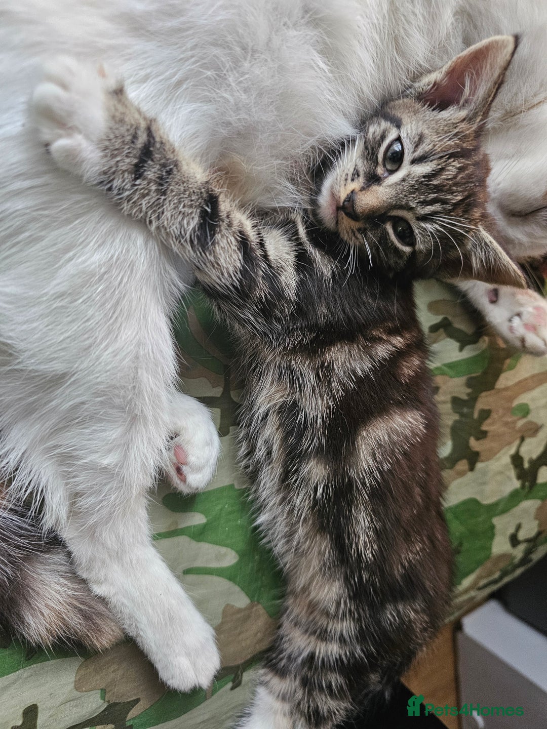 Munchkin cats for sale: Cute addorable kitten ready to leave immediately  in London - Image 32