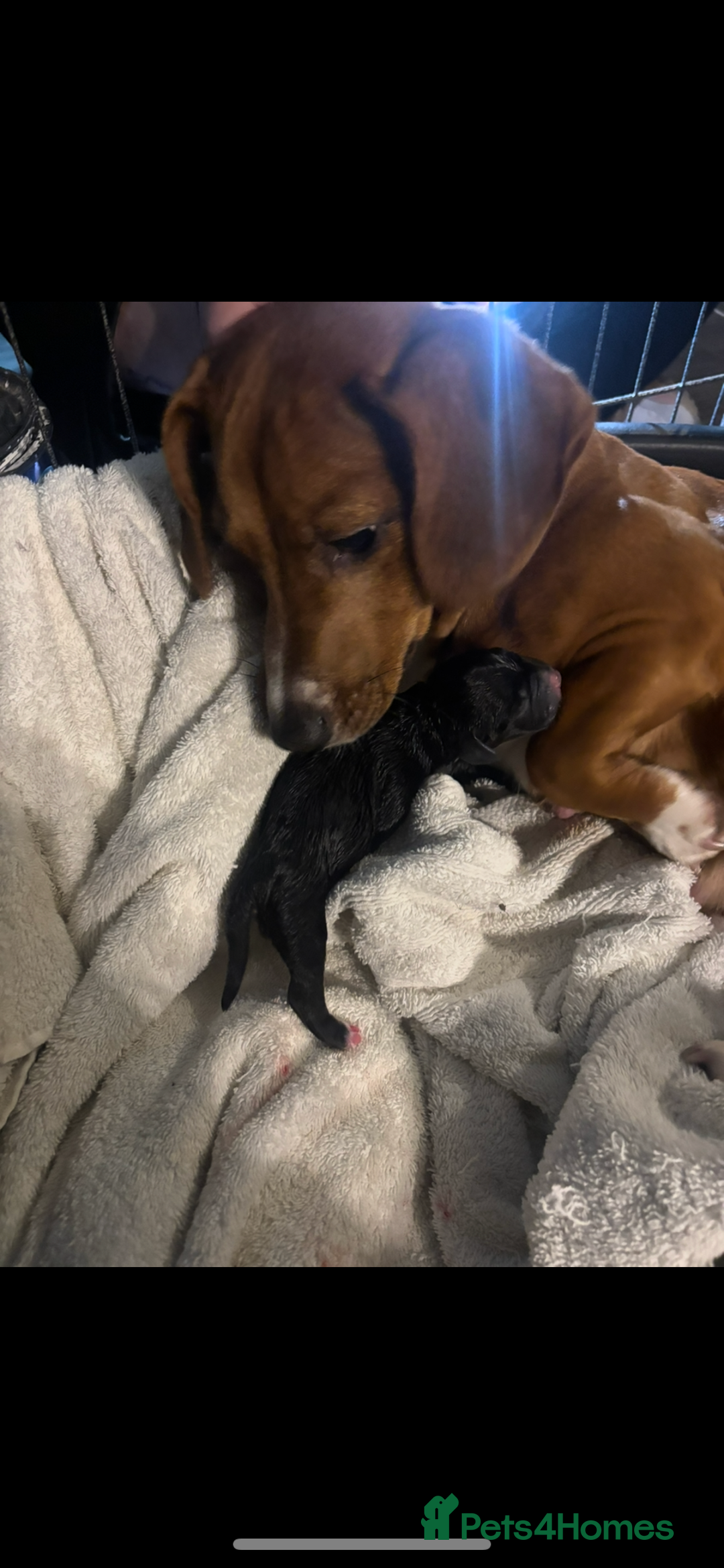 Cocker Spaniel dogs for sale: Cocker Spaniel  - Advert 7