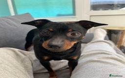 Russian Toy Terrier dogs for stud: Russian Toy Terrier for stud  - Image 1