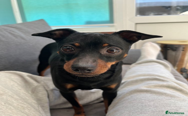 Russian Toy Terrier dogs - Advert 1