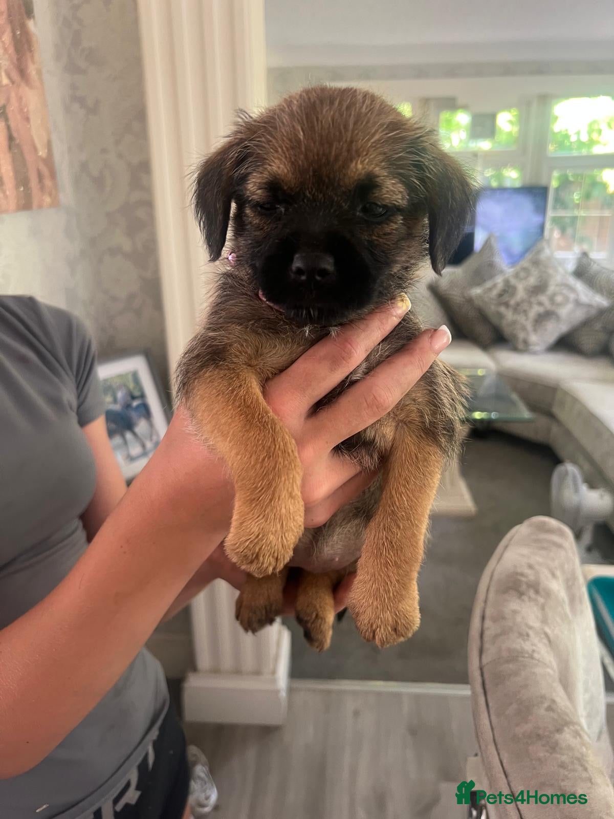 Border Terrier dogs Beautiful Border Terrier Puppies - Advert 3