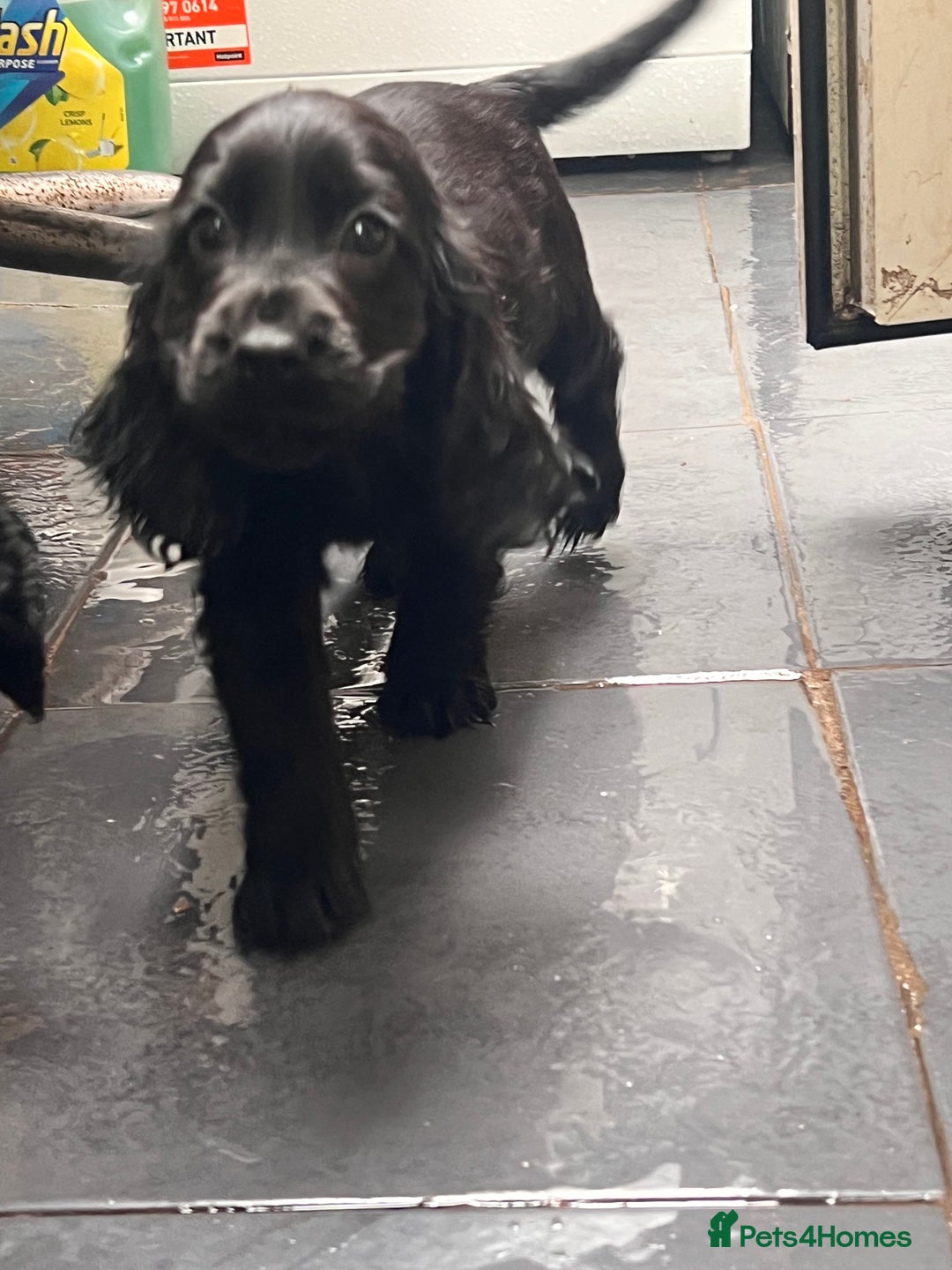 Cocker Spaniel dogs for sale: Show Cocker Spaniel   in London - Image 4