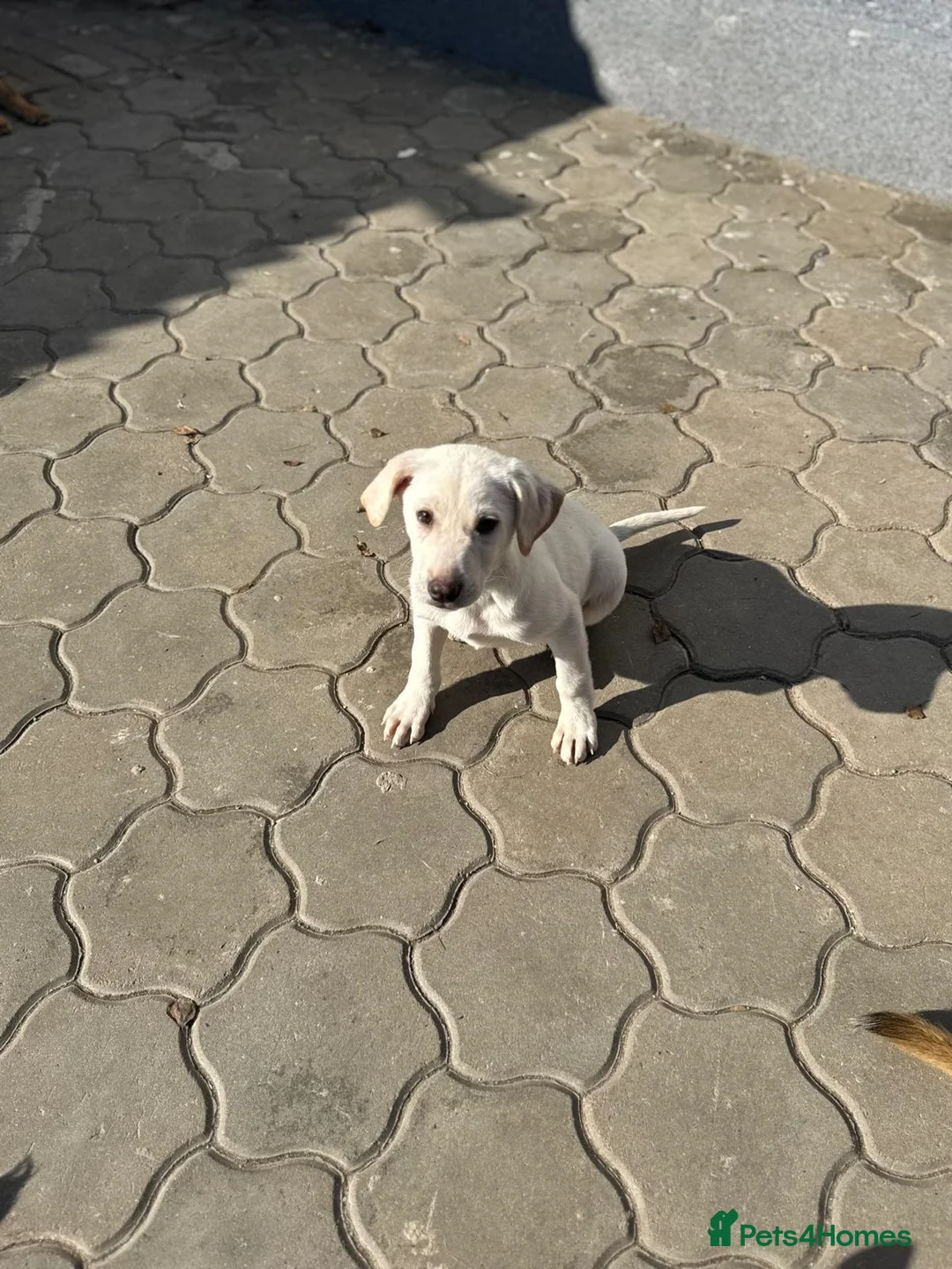 Mixed Breed dogs for adoption: 🐾 JACK – Gentle Soul with the Sweetest Eyes - Advert 9